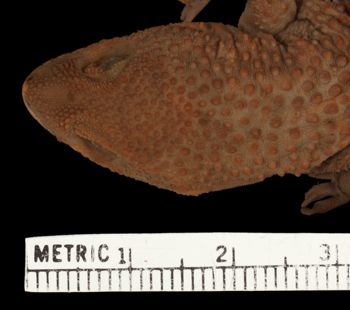 Media type: image;   Herpetology R-18253 Aspect: head dorsal